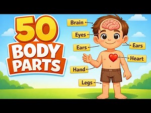 50 Body Parts and Their Functions | Body Parts for Kids | Human Body Parts