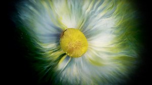 M&Ms Slowly Dissolving in Water Are Beautifully Psychedelic