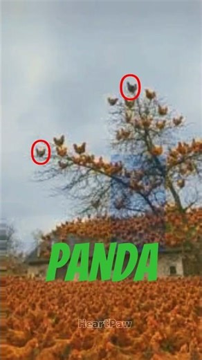 Top 5 Dumbest Panda Moments (Ranked by Aura 🐼💀) #shorts