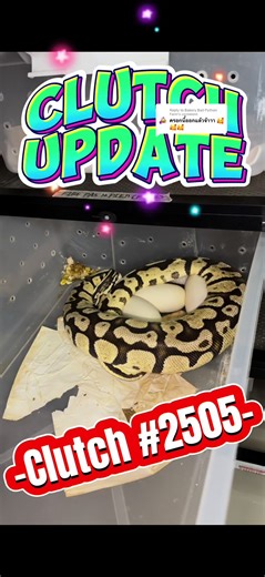 Bakery Ball Python Farm บน TikTok