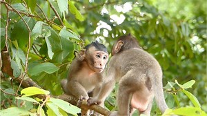 Billy Not Give Up If Bobby Still Do Keep Challenging Beating His Face. He Is So Brave Reaction Back. | Lovely Monkey