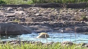 3.4K views · 162 reactions | Polar bears have a thick layer of blubber that helps them float in water; it also acts as a nutritional reserve. Visit the Detroit Zoo for your chance to see Nuka, Suka and Anana float the day away in Arctic Ring of Life. #DetroitZoo #VitaminZ #polarbear | Detroit Zoo | Facebook