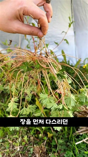 무릎·허리 아픈 분들 꼭 보세요｜농촌에서 달여 먹던 비상약 "이질풀"