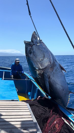 GIANT BFT from Tenerife⚠️ English version in the comments⬇️ 6h30 de combat à la ligne à main à 4 personnes, ça donne ça… Une expérience totalement folle, très dangereuse mais inoubliable ! Si ça vous tente, je peux vous faire un reel là-dessus, dites-moi en commentaire. Comme vous l’avez peut-être vu et suivi, la saison aux Canaries a été plus que compliquée : littéralement aucun gros thon rouge n’a été fait au leurre cette saison, et ce malgré les 5-6 bateaux qui pêchent sérieusement aux leurre