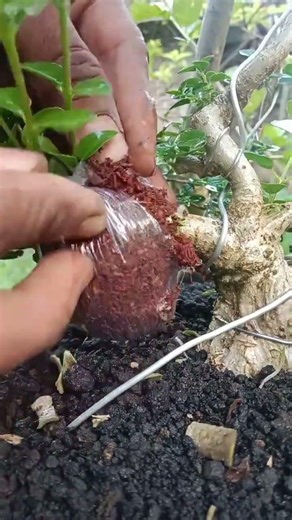 Simple Gardening for Beginners 😍