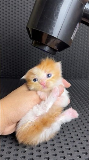 Adopt a cute munchkin kitten on the street #cat #kitten #rescuecat #catlovers #kucinglucu