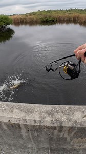 717K views · 17K reactions | This is what happens when you fish gator infested waters! #fishing #gator #everglades #crazy | Bearded Brad | Facebook