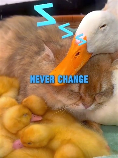 Best Friends Forever😸🩷 #shorts