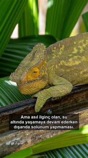 Dünyanın En İlginç Hayvanı: Axolotl #shorts