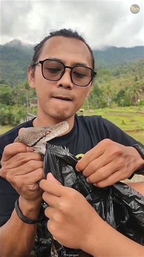 Polythene Sheet On Python To Check Teeth 😳