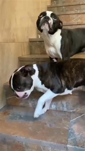 ❤️ so cute 😍 | Boston Terrier Lovers