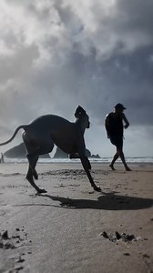 Billy takes me walking. #dog #whippetlove #cornwall #kindness #whippet #love #greyhoundrescue #greyhound #ocean #care #coast #whippetsofinstagram | Billy Whippet