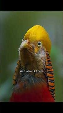 Express yourself. As for the outcome, that's an entirely different matter.#wildlife #animals