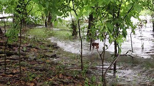 This is Tenkiller Lake from this afternoon. As you can see from the first half of the video the lake is rising and closing down some of the recreation areas at the state parks on the lake. Our lakes are designed to hold back, or release, water when needed in order to mitigate the risk of flooding downstream. Tenkiller was releasing about 6,000 cubic feet per second water at 3pm when this video was shot, which was down from 9,000 cfs from earlier today. As you can hear at the end of the video the