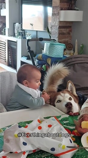 Adorable Moments of Baby and Dog Interaction