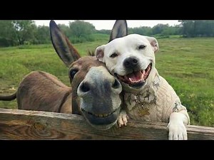 Funny Dogs and Animals Become An Odd Couple 🤣