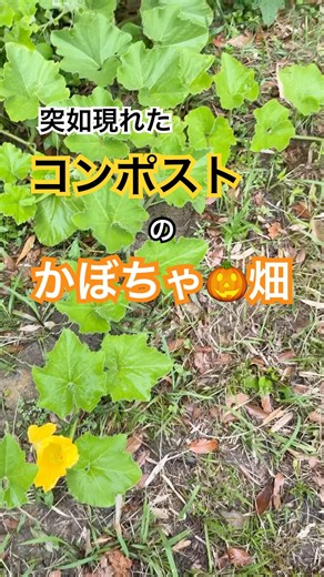 【#かぼちゃ1】コンポストのかぼちゃ🎃放置してみたら‼️ #畑 #コンポスト #かぼちゃ #実験