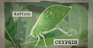 What’s Bugging You?