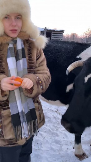 Interaction Between a Person and a Cow in Winter