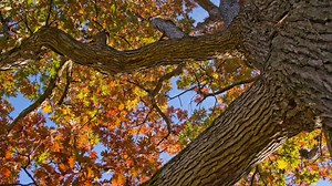 Up to 16% of U.S. trees are threatened with extinction, study finds