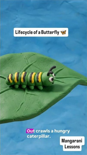 life cycle of a Butterfly, #reels #apstate