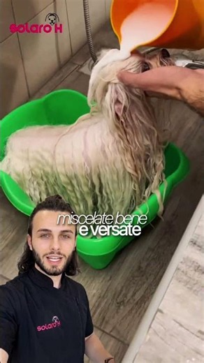 How to Professionally Groom a Maltese #pets #grooming #maltese #solaroh #doggrooming