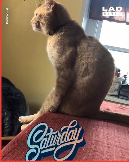 The way this cat sits down, what on Earth? 😳🐱 | LADbible
