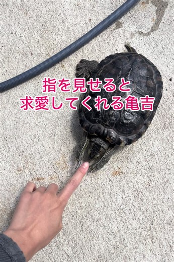 ミドリガメと亀のかわいいペット生活