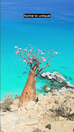 👽 The ALIEN Island with Dragon's Blood Trees 🌳 🇾🇪 #shorts