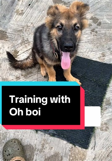 Puppy Training Insights with Oh Boi