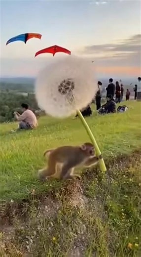 🐒✈️ Monkey Uses a GIANT DANDELION to Fly! EPIC Paragliding Stunt! SKY HIGH ADVENTURE! 🤯😂 #funny