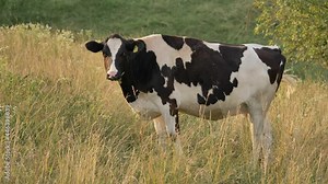 Dairy cow grazing in a meadow, feeding grass in a field. Produce organic milk concept. Dairy farm, cows close up, summer, outdoor