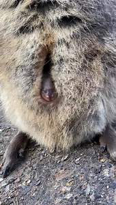 Did you know Quokka joeys live in their mum’s pouch for around 6 months? Soon this little one will out hopping around! ☺️ | Gorge Wildlife Park