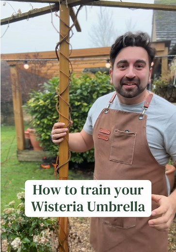 Grow Stunning Wisteria Umbrellas: Gardening Tips