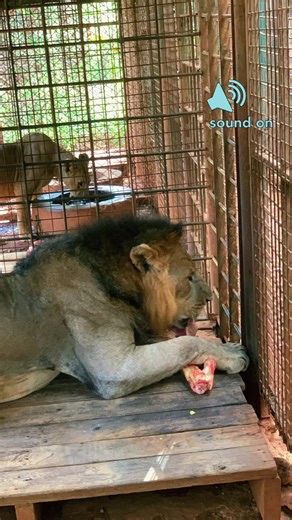 Lion Feeding Time: A Close-Up Experience