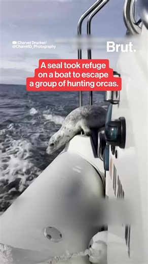 A seal escaped a pursuing pod of Bigg’s orcas by climbing onto a boat near Camano Island in the Salish Sea, northwest of Seattle, Washington. Wildlife photographer Charvet Drucker captured the moment as the orcas attempted a wave-washing technique but eventually moved on. #SalishSea #Orcas #WildlifeEncounter #NatureStory