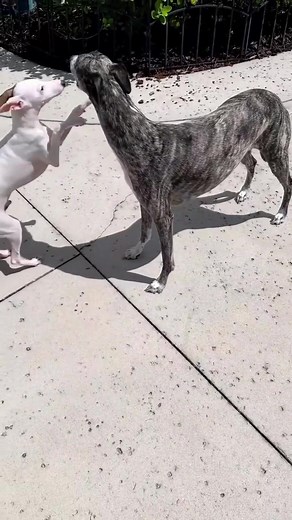 Duke finally made an appearance today 😎 @sir_whisky_the_whippet | Whippet Dog