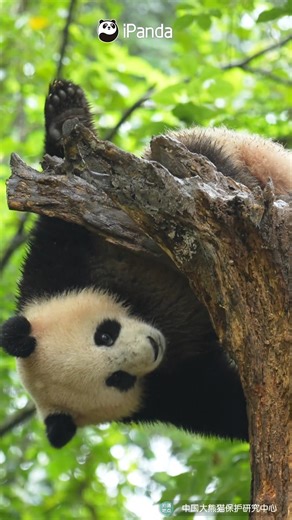Video of the tree-destroying panda fleeing the scene after the accident has been exposed. Anyone who recognizes this panda, please provide clues. (Ao Ke) #panda #cute #mischievous #reelsfb #HiPanda #PandaMoment #CCRCGP #PandaLife For more panda information, please check out: http://en.ipanda.com | iPanda