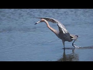Reddish Egret (Egretta rufescens)