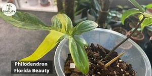 The Ultimate Guide to Philodendron Florida Beauty Care - Simplify Gardening