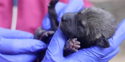Watch: Pups of world’s most endangered wolf species born at Tennessee zoo