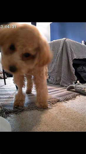 Testing a New Camera with My Mini Goldendoodle