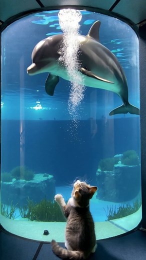 205K views · 7.5K reactions | Cat meets dolphin  | Tails Of Triumph Cat Facts | Facebook