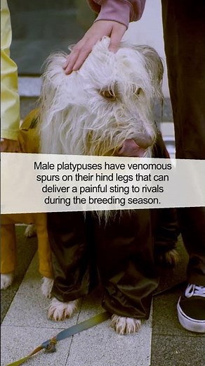 Did You Know? The Mysterious World of Platypus Venom