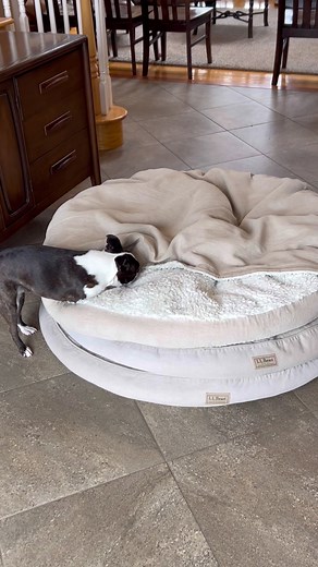 Cozy Cave Boston Terrier: Inside Look at a Boston Terrier's Life