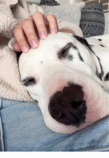 Tickles will have her falling asleep in seconds 😴 #astrokeoflucky #dalmatian #dal #dog #dogs #dogsoftiktok #relaxing #tickles #sleep #cuddles