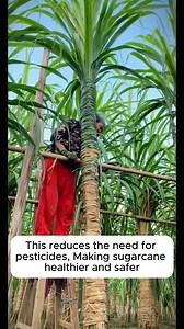 How to grow better quality sugar cane #gardening #garden #gardeningtips #gardenlife #gardeninspiration #gardenideas #gardenlove #gardendesign #gardenersofinstagram #gardenersworld #garden_styles #gardenphotography #gardenlovers #gardenerslife #gardenarart #gardenbeauty #gardensofinstagram #gardenplants #gardenviews #gardenersparadise #gardenista #gardeningcommunity #gardenloversclub #gardenaddict #gardeners #gardenerslife | Gardening Dreamer