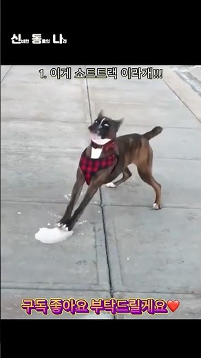 귀여운 동물 모음🐶 3탄❗️