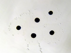 Définition | Time-lapse : qu'est-ce que c'est ? | Futura tech