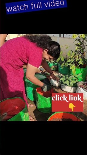 🌱 ചെറിയ ഒരു Tip🍅|gardening|shorts|shorts feed|Nisha Vibes